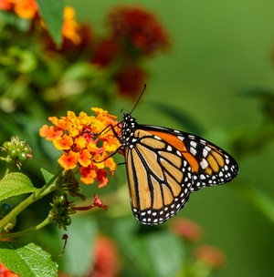 The Best Plants for Your Sarasota Butterfly Garden
